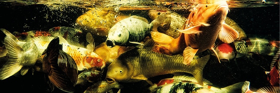 Choroby rýb: Bakteriálne ochorenia