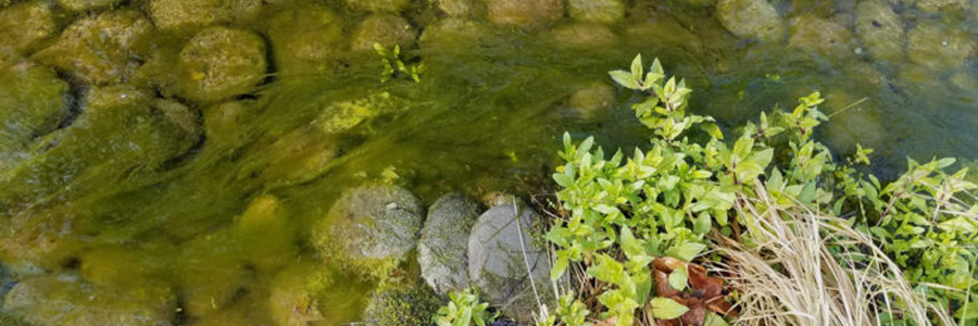 Jačmenná slama - Biologická prevencia rastu rias v jazierku.